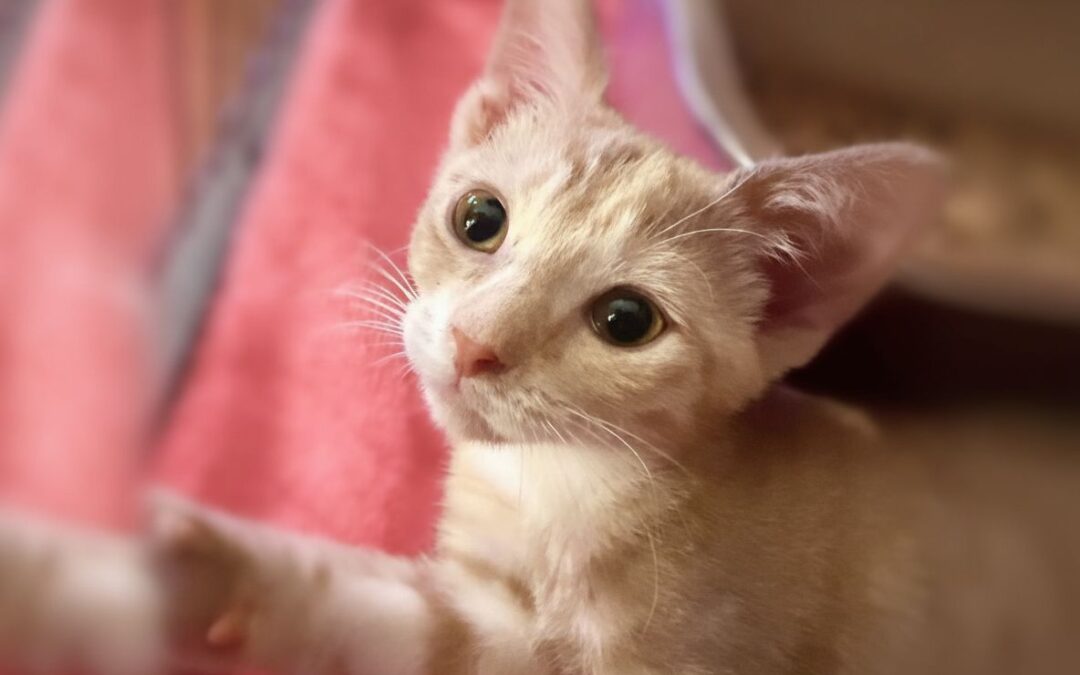 Caterina