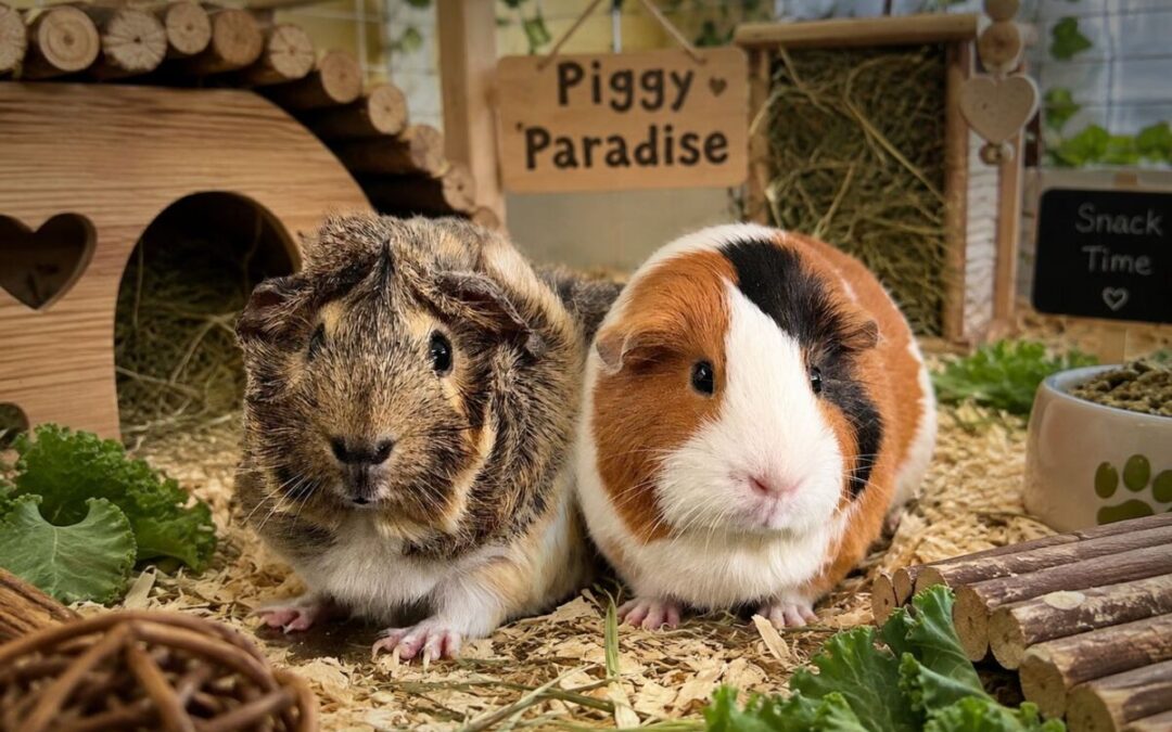 Callie & Charlie