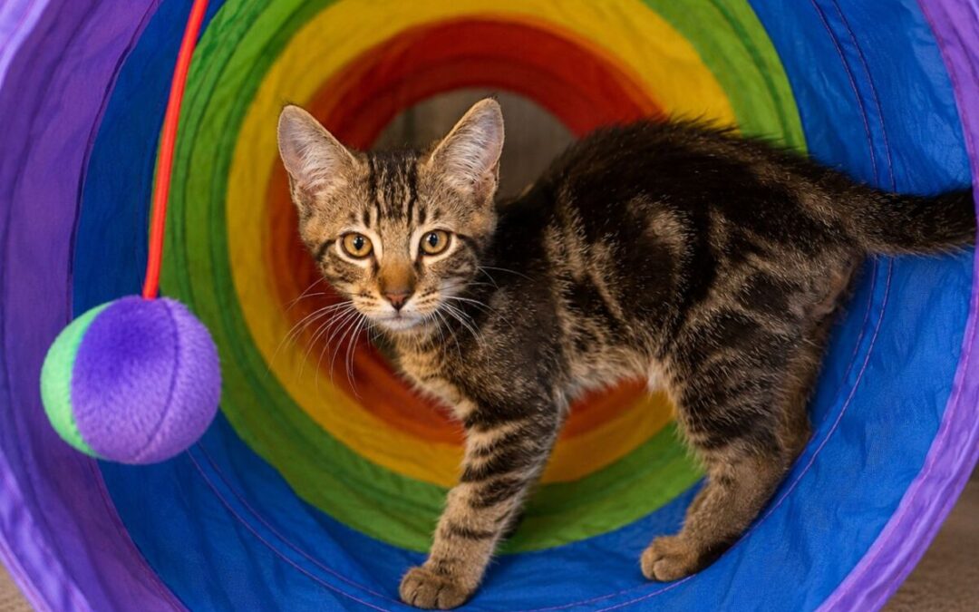 Cherub – Adoption Pending!