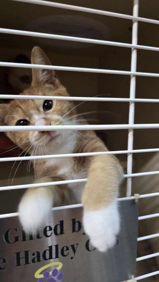 Chestnut let meowt