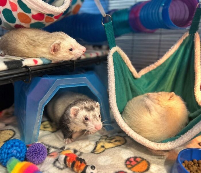 Ferret babies edit