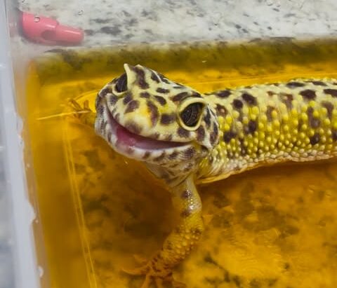 Gecko