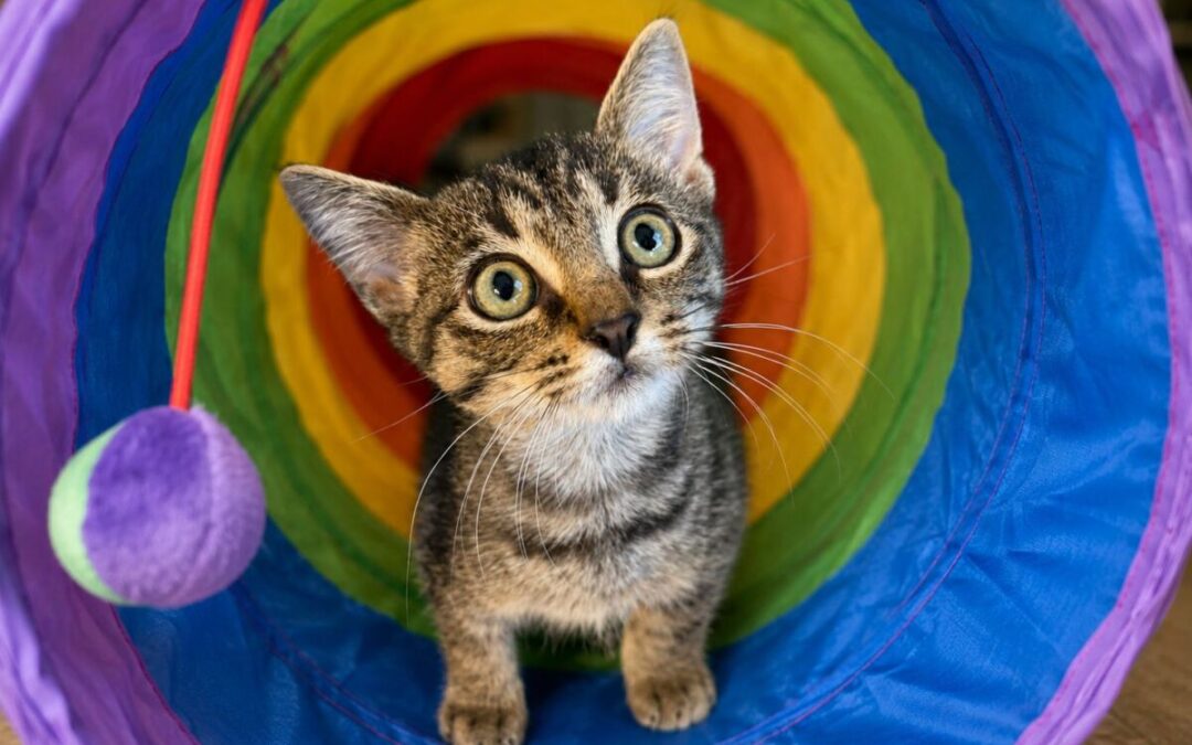 Monkey- Adoption Pending!