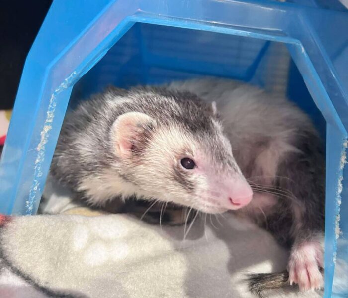 Ozzy (4)