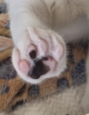 Paw print