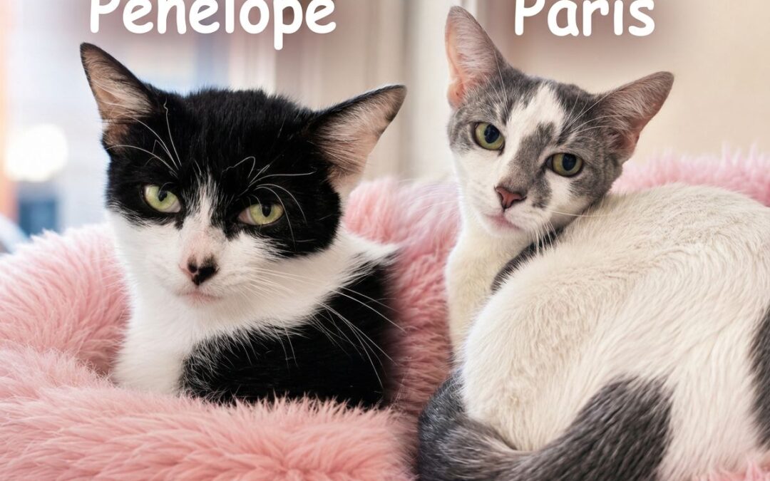 Paris & Penelope