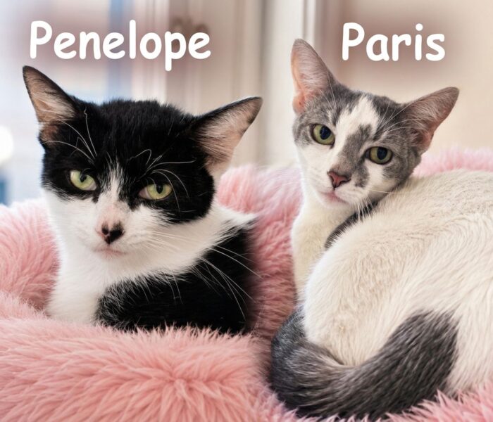 Penelope and Paris tags
