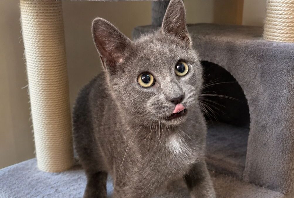 Pepper – Adoption Pending!