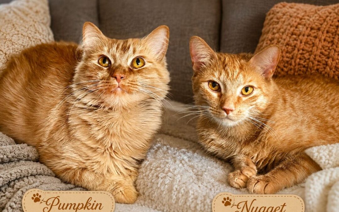 Nugget & Pumpkin