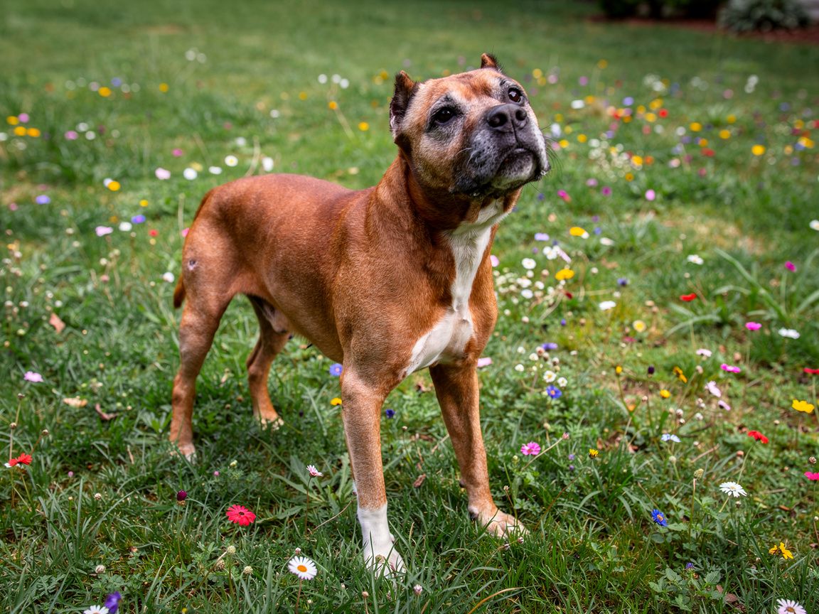 Rico (1)