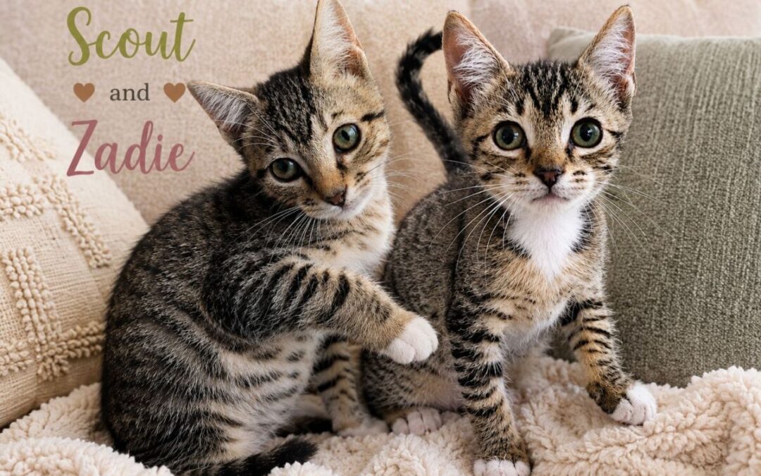 Kittens in Foster Care Gallery