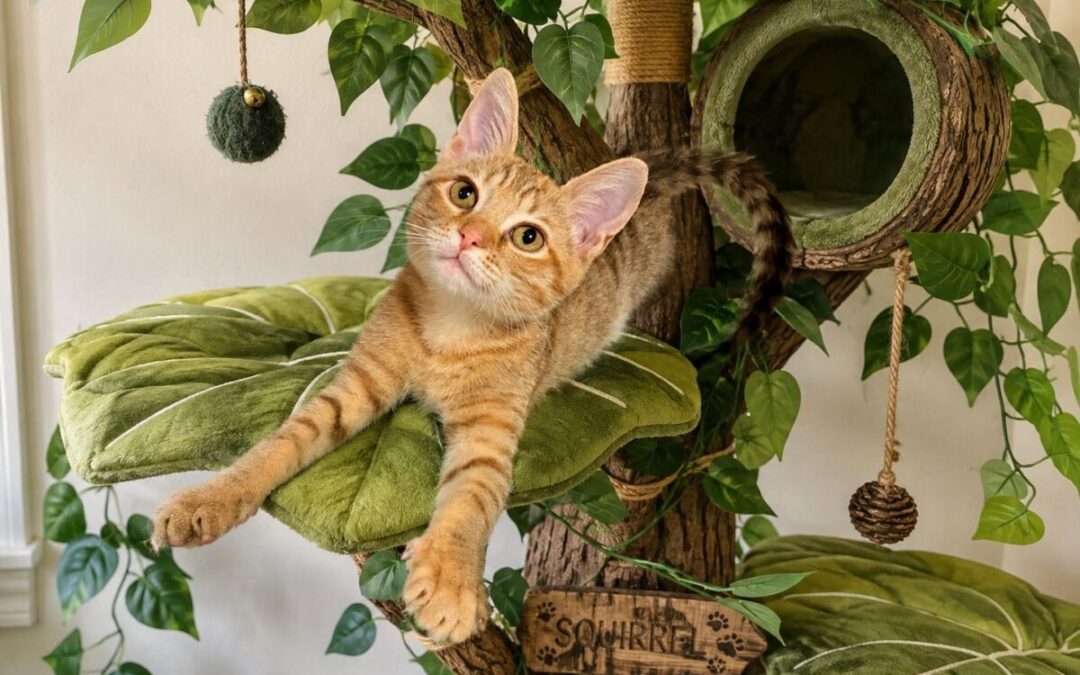 Squirrel – Adoption Pending