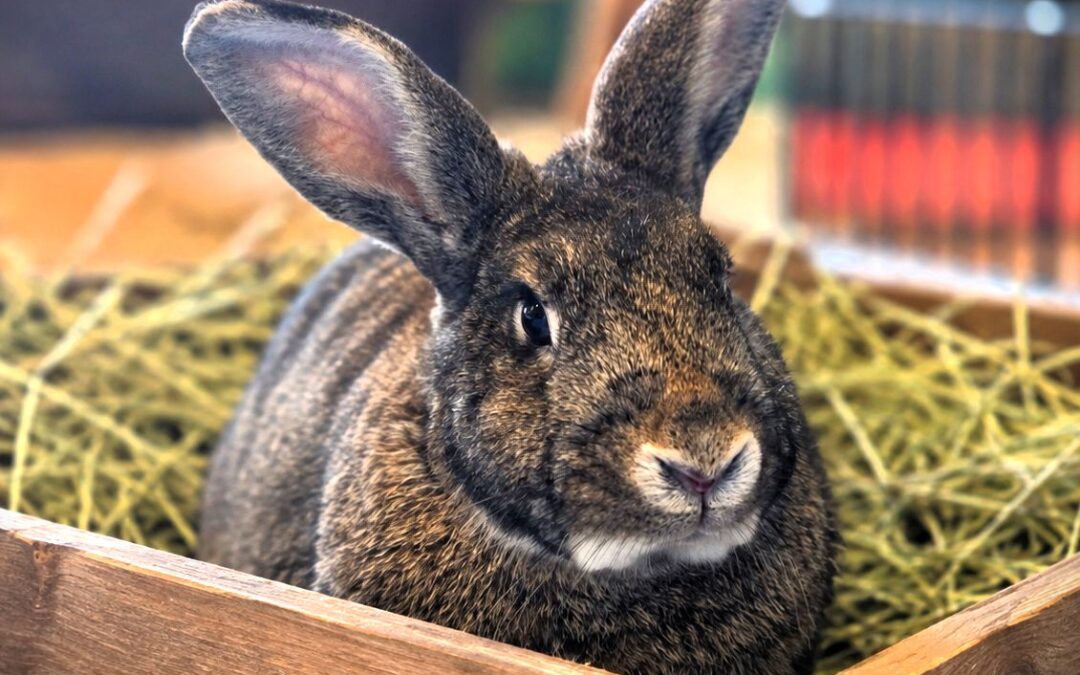 Thumper
