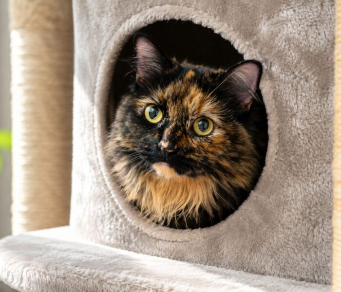 Turtle cat tree edit