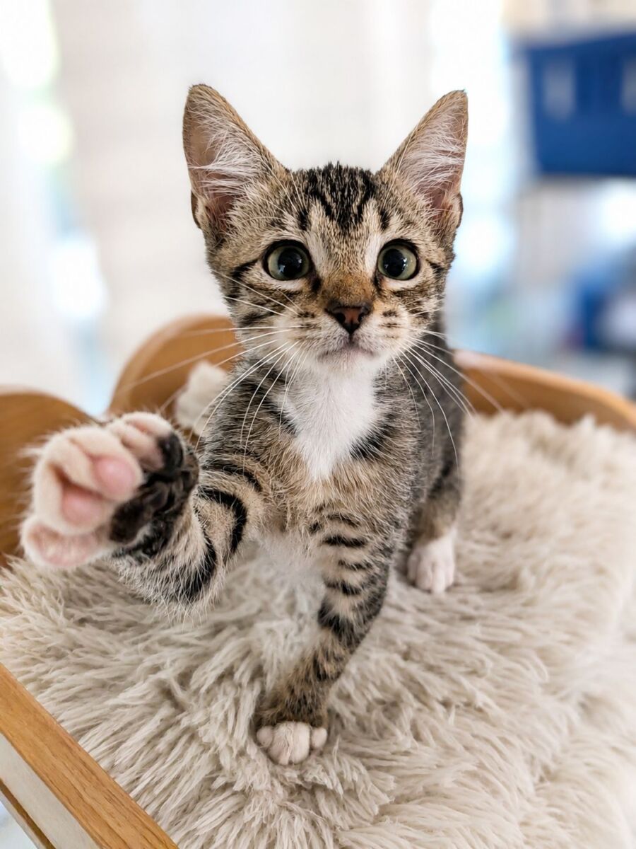 Zadie paw edit