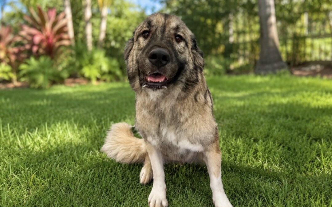 Maggie