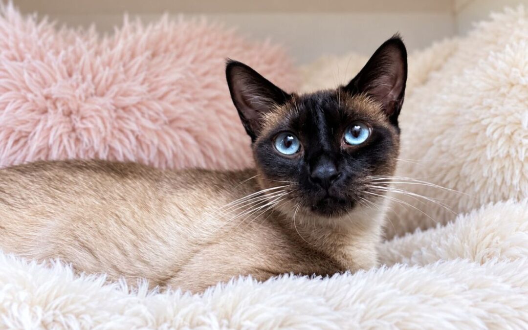 Cairo – Adoption Pending!