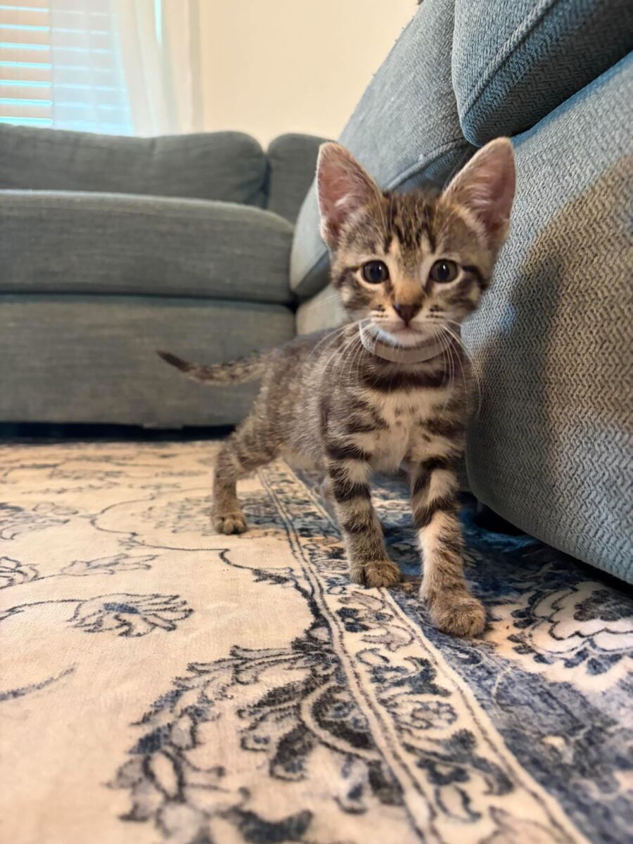 Frankie (6)