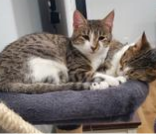 Josie and Pepper 2