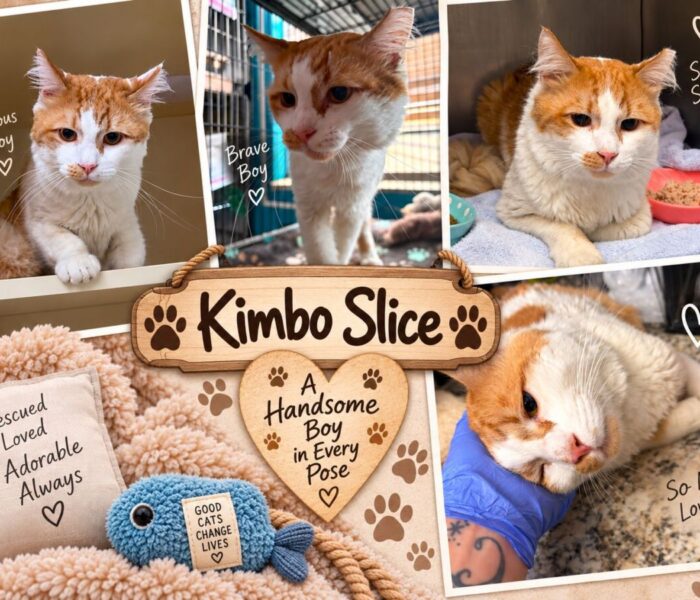 Kimbo Slice collage