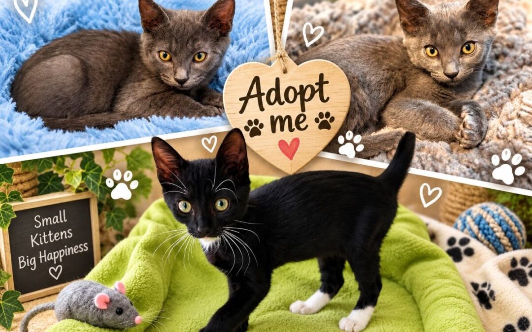 Kittens in Foster Care Gallery