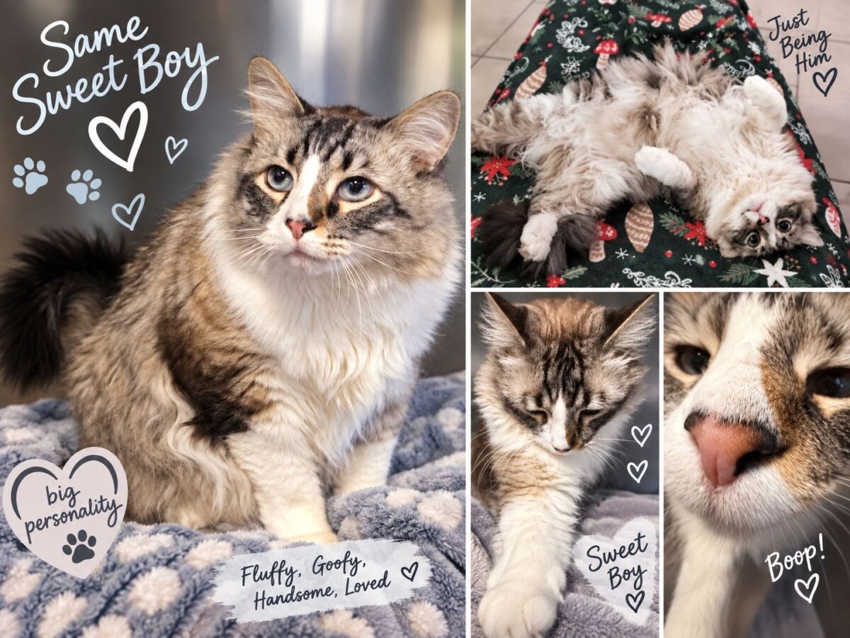Lynx collage 2