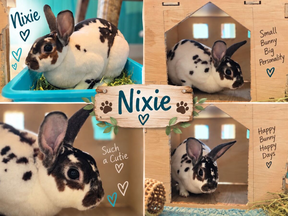 Nixie collage
