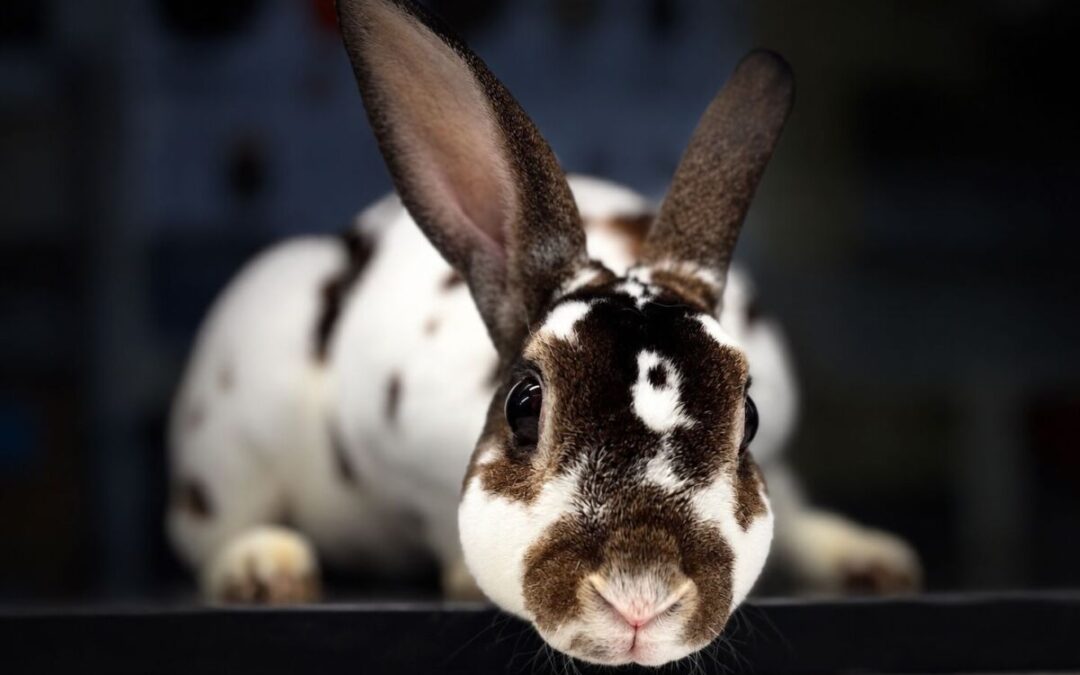 Nixie – Pending Adoption!