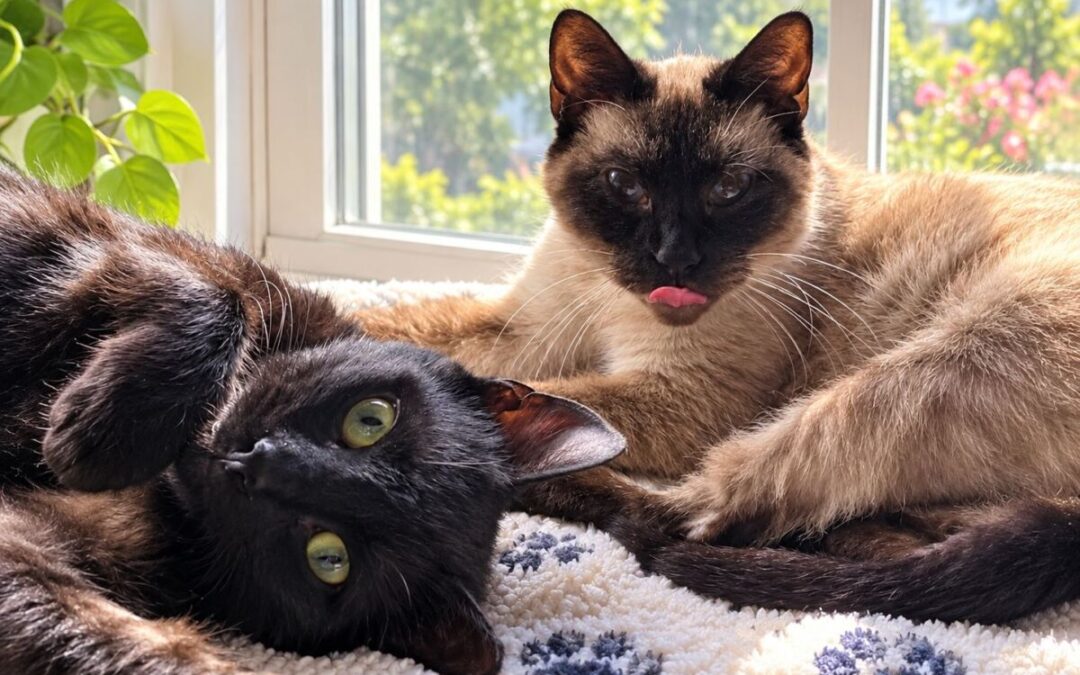 Snowball & Staven