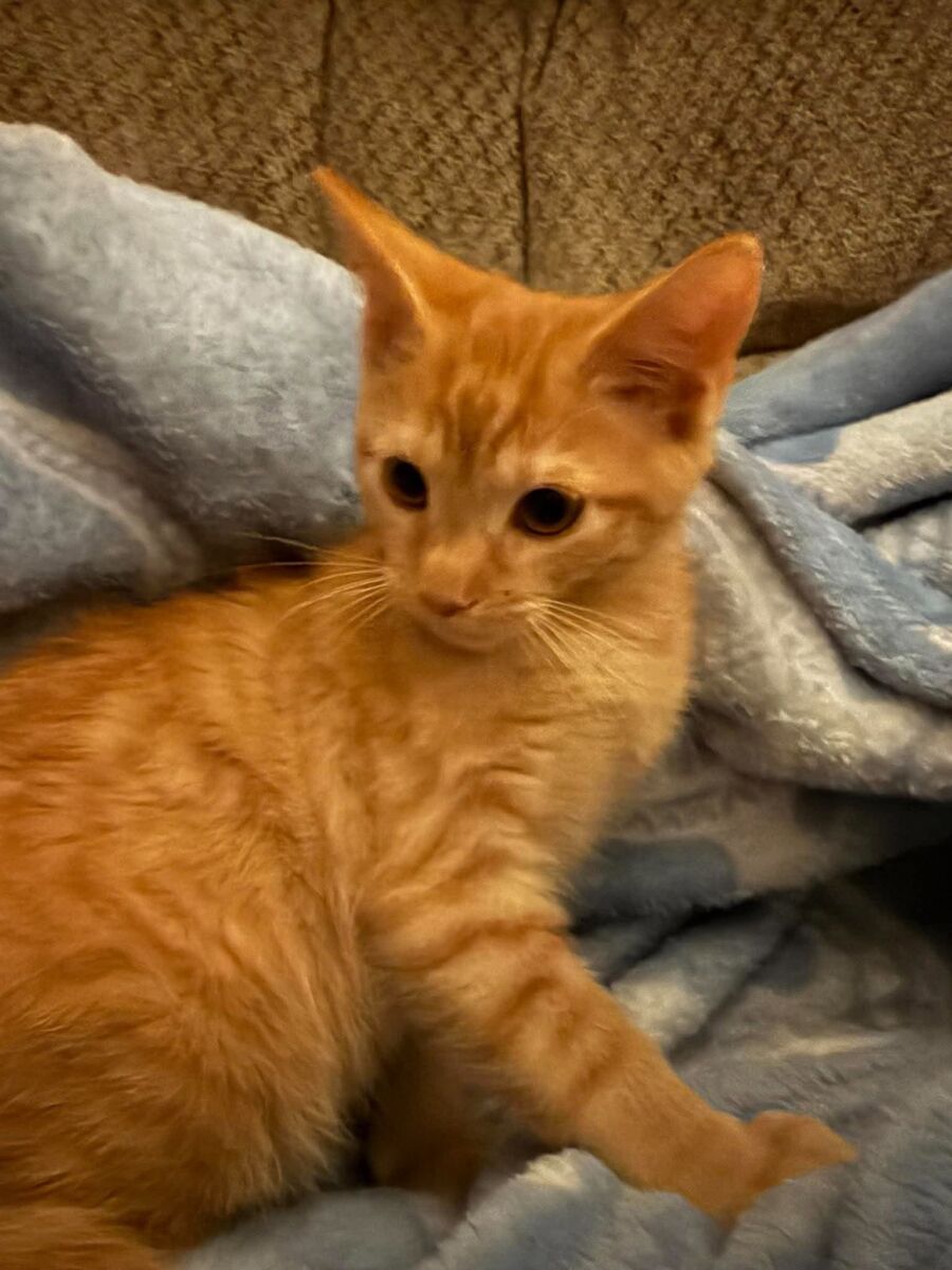Tangelo (2)