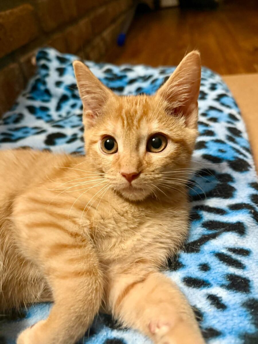 Tangelo (3)