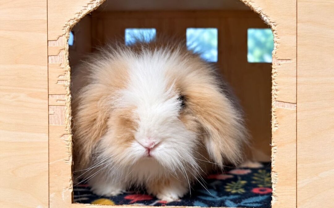Theodore