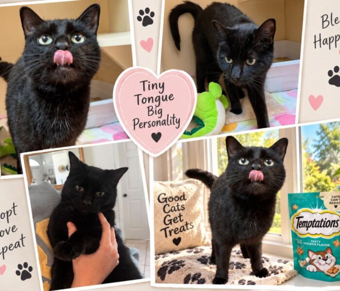 Tidbit collage
