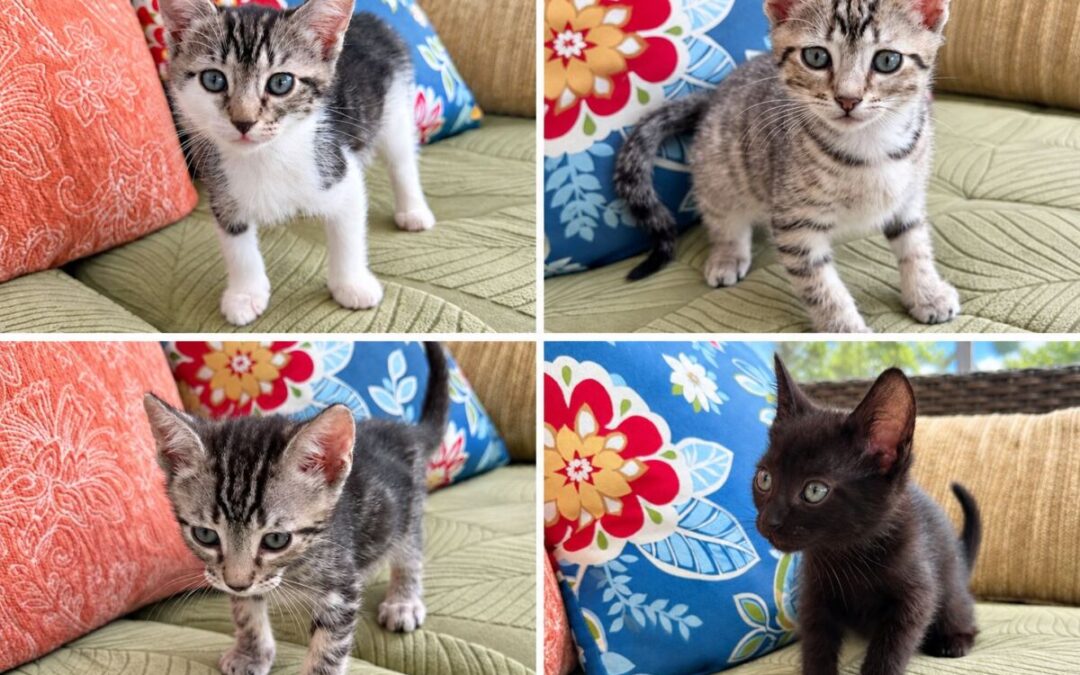 Kittens in Foster Care Gallery