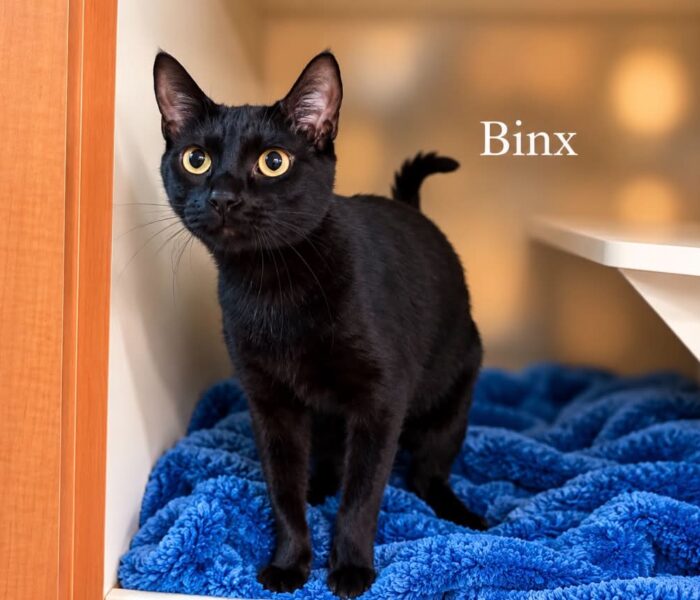 Binx