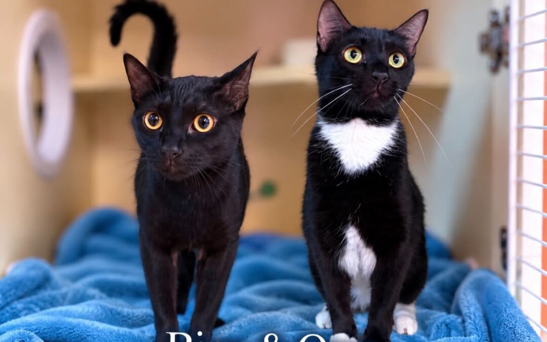 Binx & Oreo