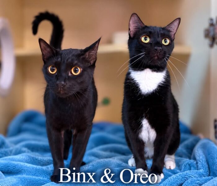 Binx & Oreo (1)
