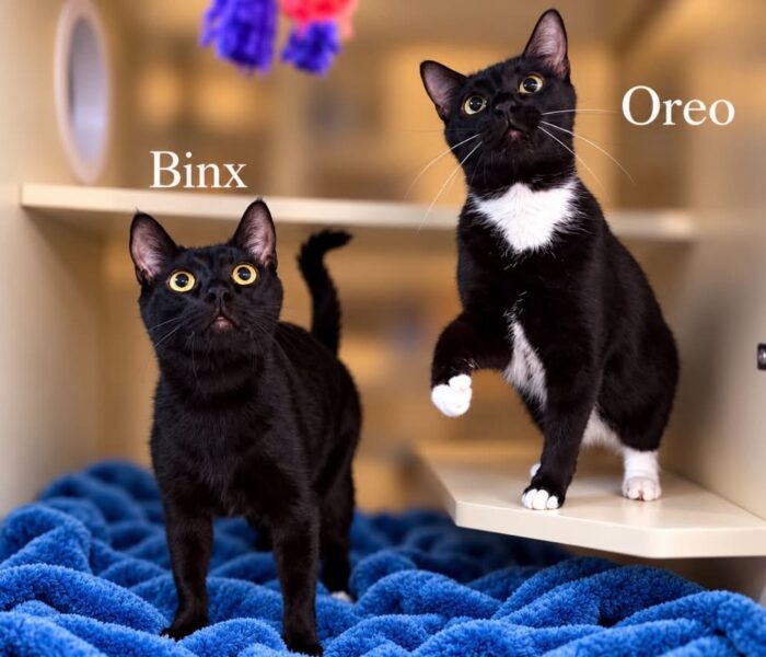 Binx & Oreo (3)