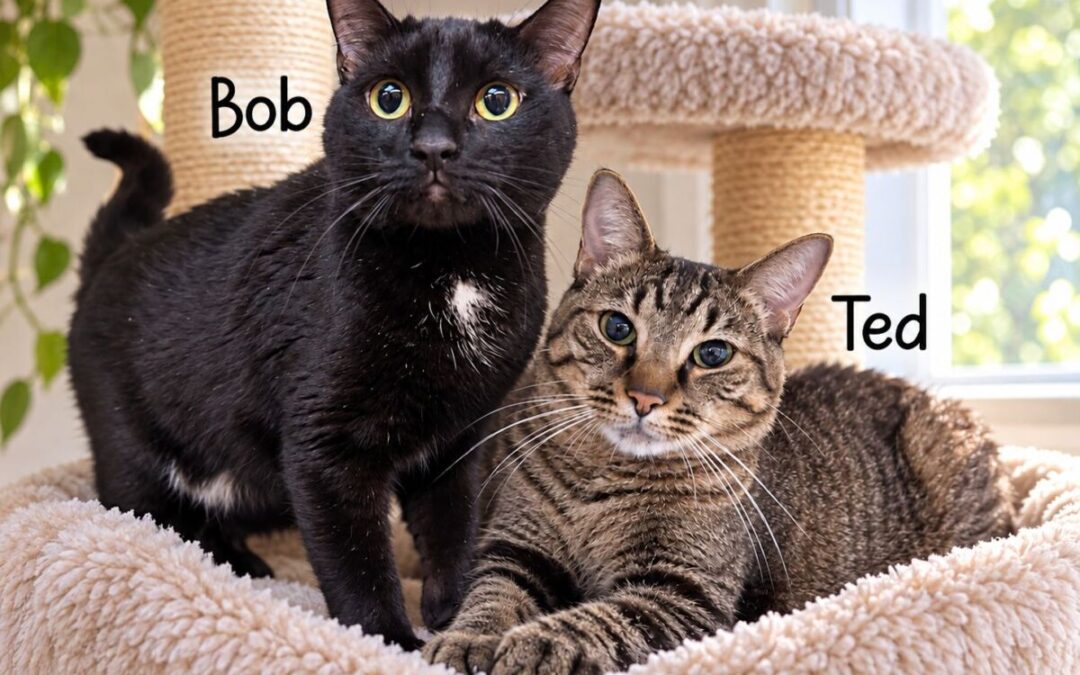 Bob & Ted