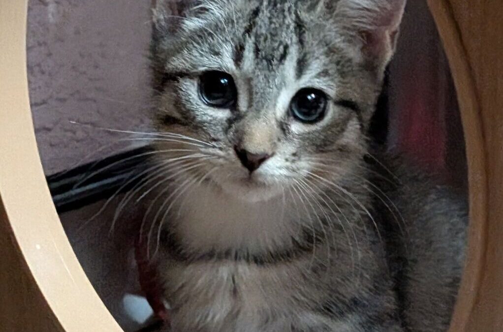 CJ – Adoption Pending!