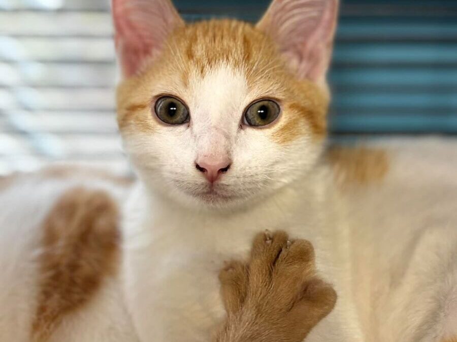 Corvette – Adoption Pending!