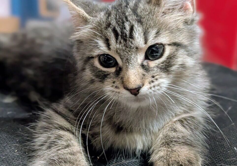 DJ – Adoption Pending!