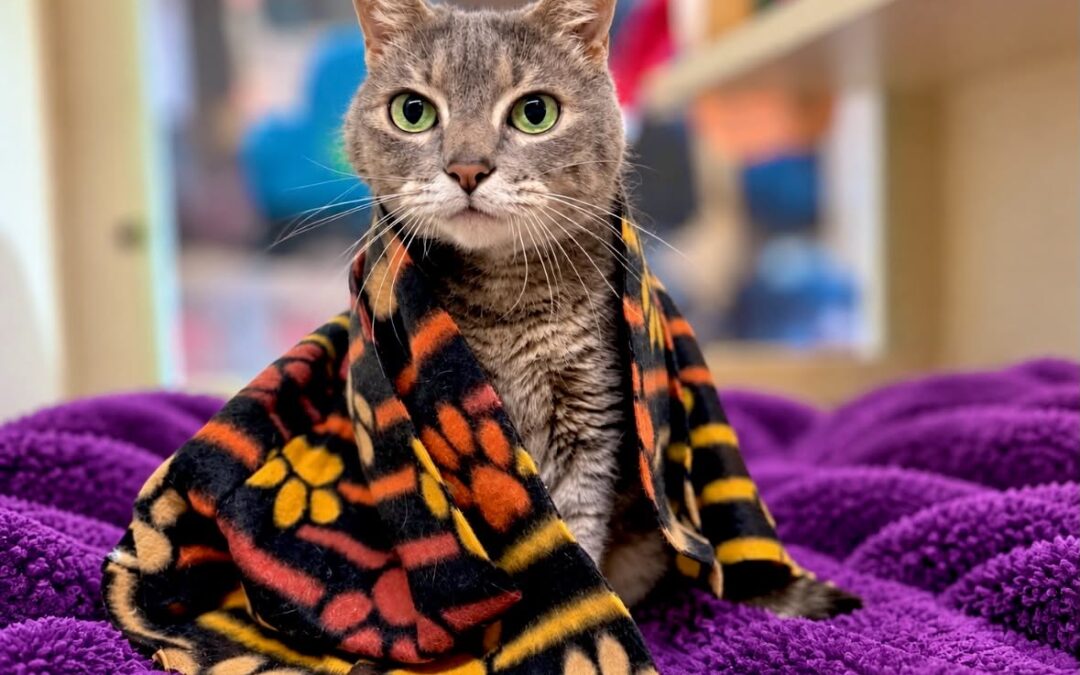 Kitty Marie