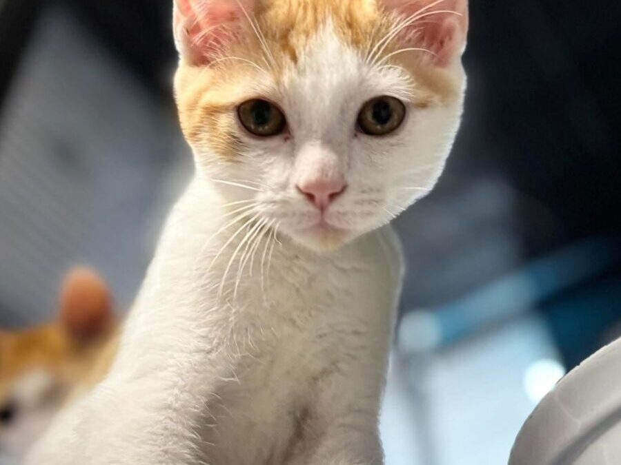 Little – Adoption Pending!