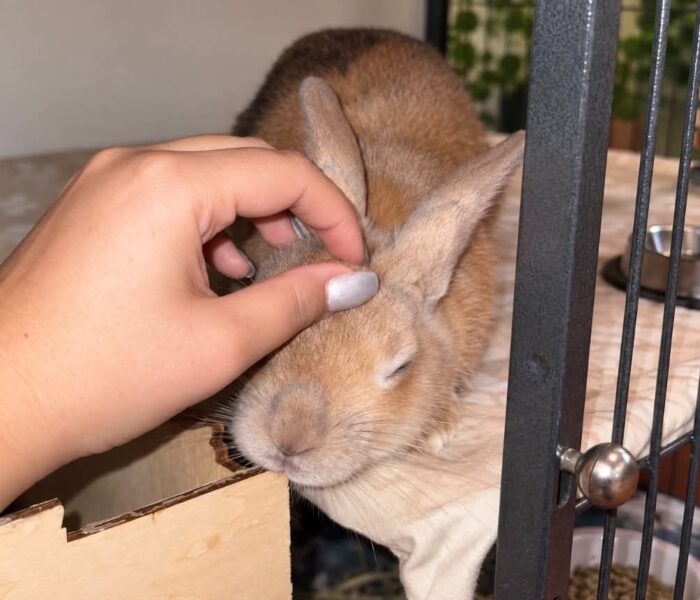 Little Nikki (5)