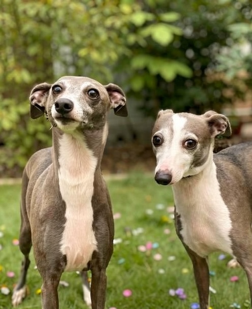 Berlin & Luna