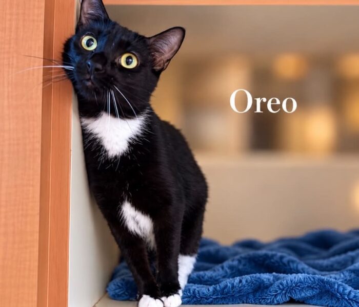 Oreo