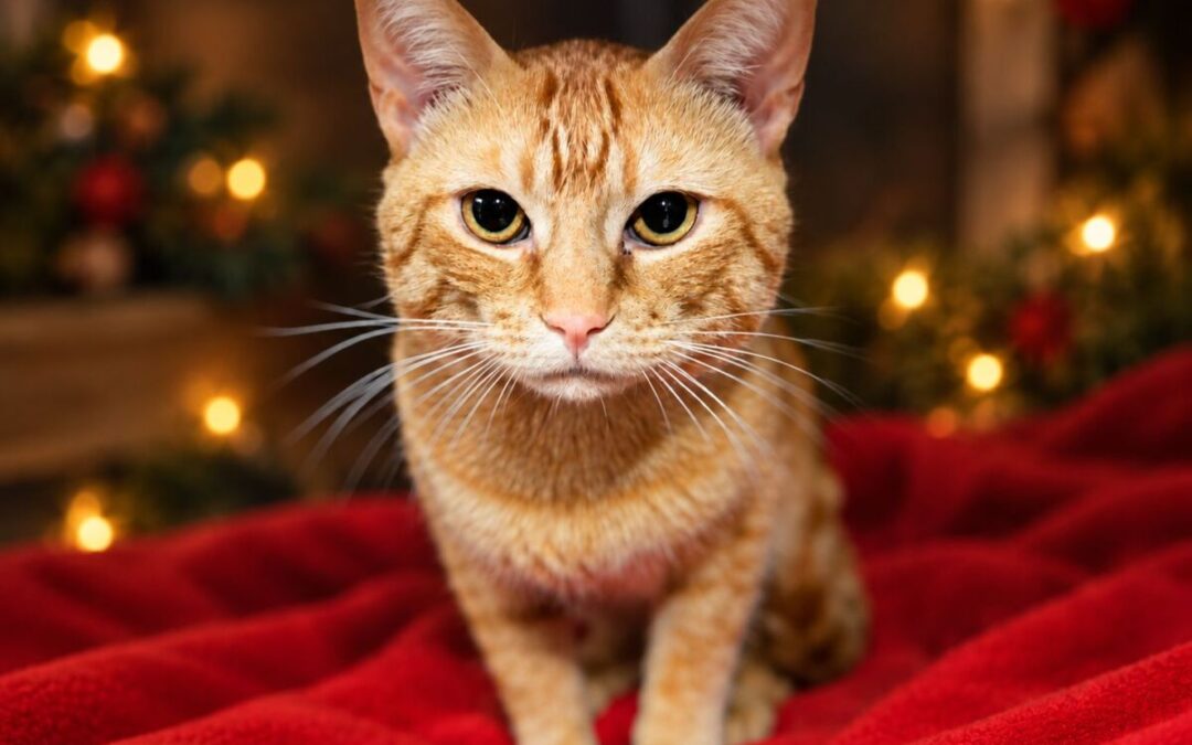 Papita Frita – Adoption Pending!