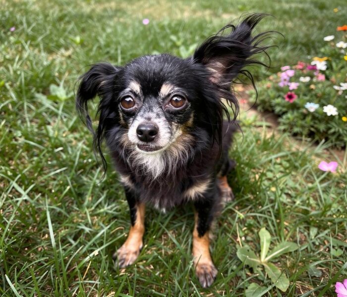 Pepita