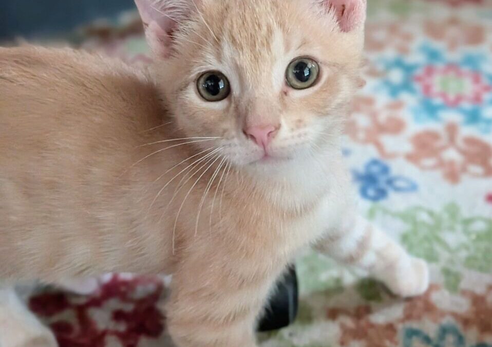 RJ – Adoption Pending!